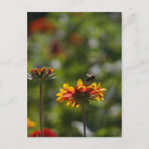 Carte Postale Abeille et fleurs
