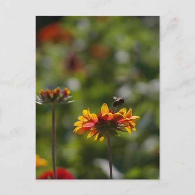 Carte Postale Abeille et fleurs (Devant)