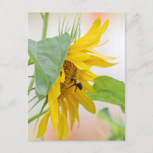Carte Postale Abeille Et Tournesol