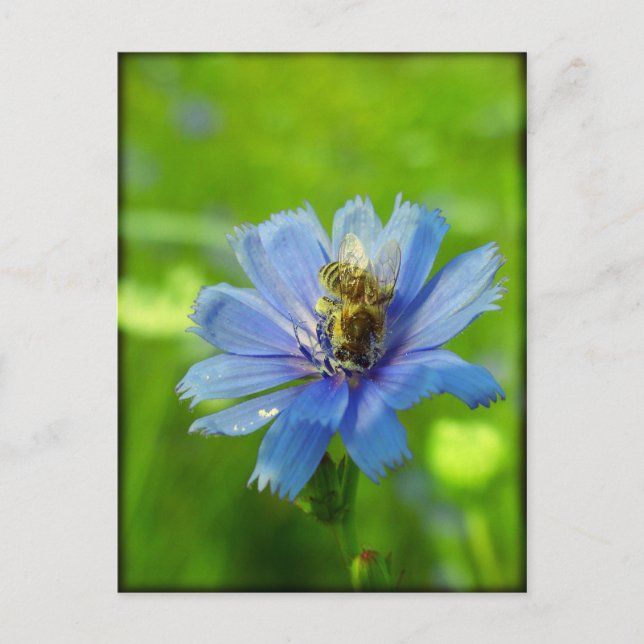 Carte Postale Abeille occupée (Devant)