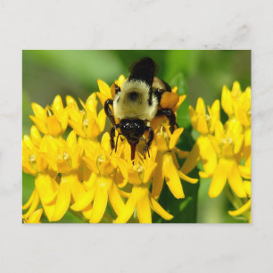 Carte Postale Abeille se régalant de fleurs sauvages d'asclépiad