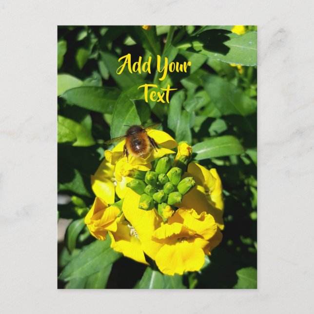 Carte Postale Abeille sur Fleurs Jaunes (Devant)