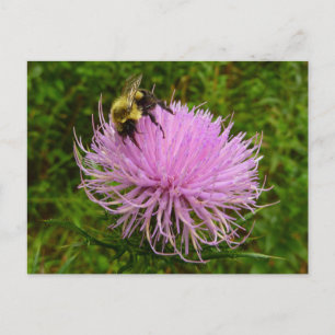 Carte Postale Abeille sur la nature de la fleur de chardon