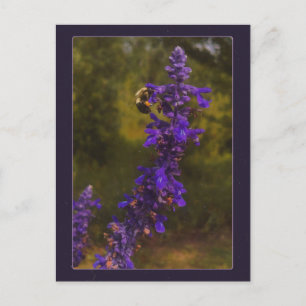 Carte Postale abeille sur lavande