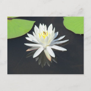 Carte postale Abeille sur nénuphar