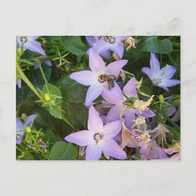 Carte Postale Abeille sur une fleur (Devant)