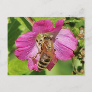 Carte Postale Abeille sur une photo Fleur sauvage