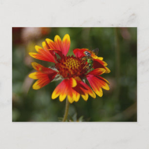 Carte Postale Abeille verte