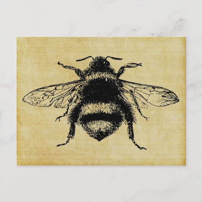 Carte Postale Abeille vintage (Devant)