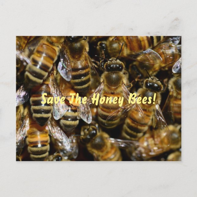 Carte Postale Abeilles à Miel Dans la Ruche (Devant)
