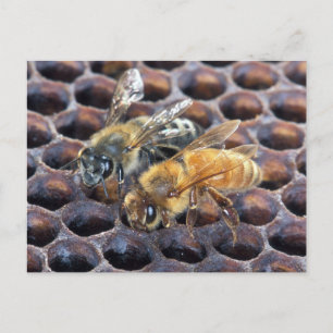 Carte Postale Abeilles de nid d'abeille