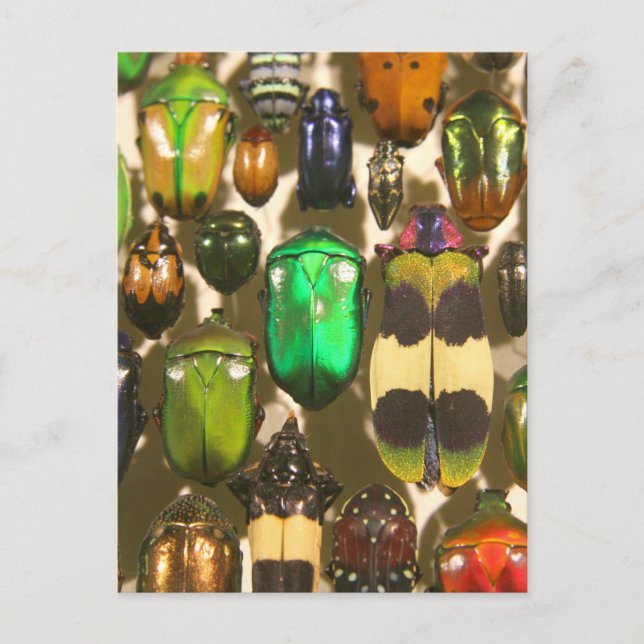 Carte Postale Abeilles, insectes et insectes (Devant)