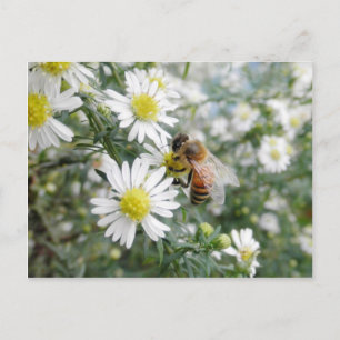 Carte Postale Abeilles Miel Abeille Fleur sauvage Fleurs marguer
