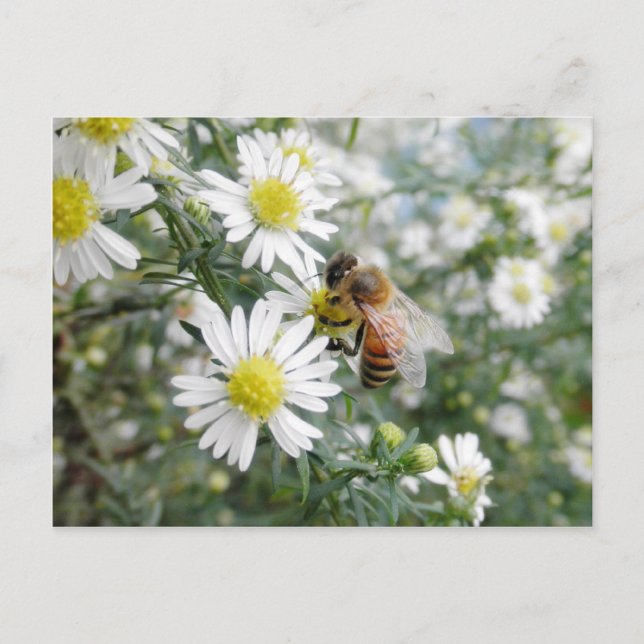 Carte Postale Abeilles Miel Abeille Fleur sauvage Fleurs marguer (Devant)