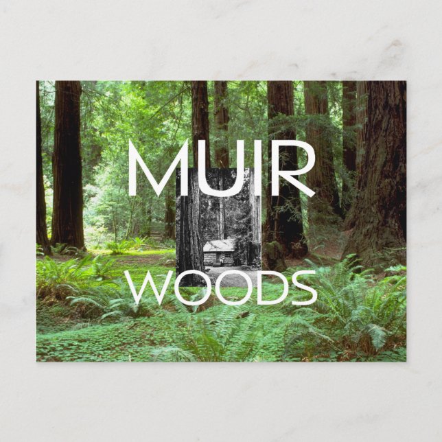 Carte Postale ABH Muir Woods (Devant)