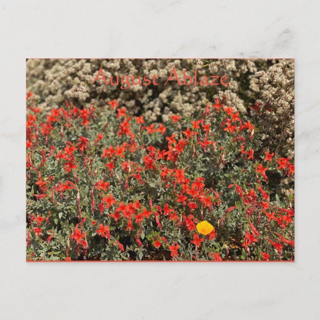 Carte postale Ablaze (Devant)