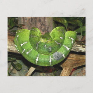 Carte Postale About Emerald Tree Boa Postcard