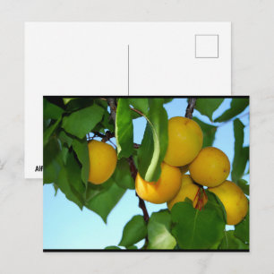 Carte Postale Abricots dans un ciel bleu