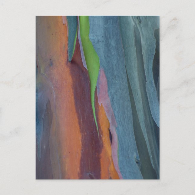 Carte Postale Abstract de Rainbow Gum Tree (Devant)
