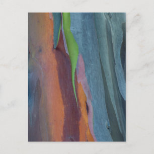 Carte Postale Abstract de Rainbow Gum Tree