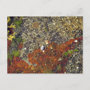 Carte postale "Acadian Tide Pool"