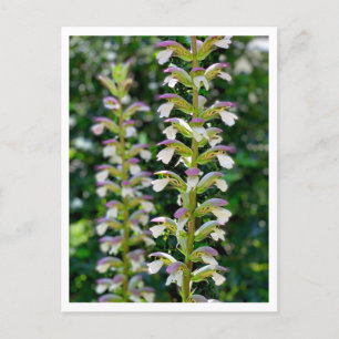 Carte Postale Acanthe molle