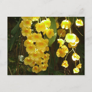 Carte Postale Accrocher les orchidées jaunes Fleurs tropicales