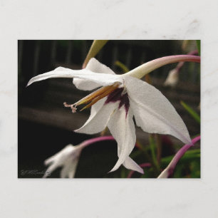 Carte Postale Acidanthera or Peacock Gladiolus