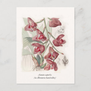 Carte Postale Acineta superba