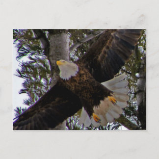 Carte Postale Ackley Eagle