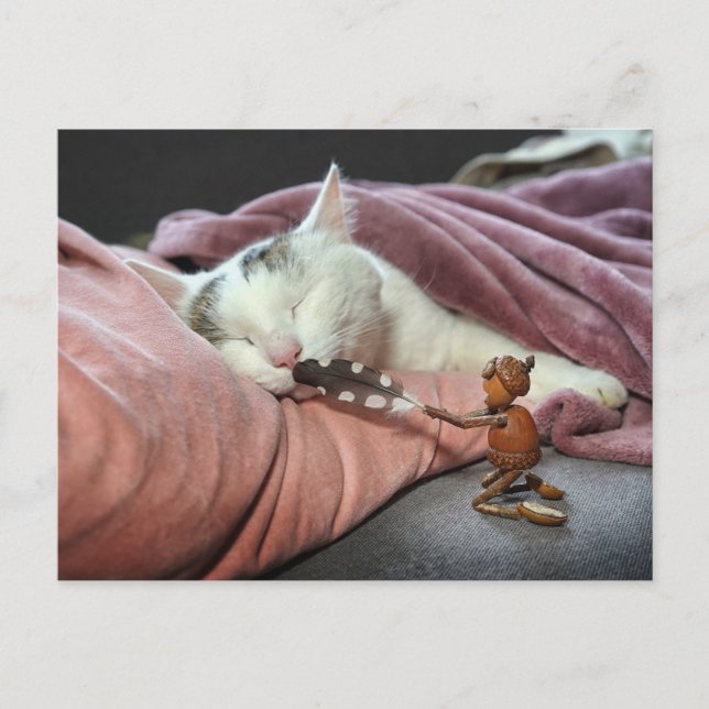 Carte Postale Acorn elf taquiner chat (Devant)