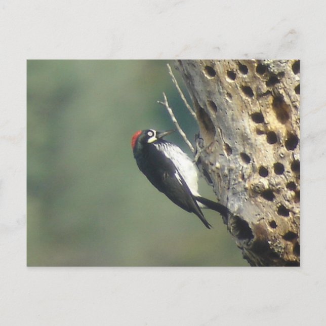 Carte postale Acorn Woodpecker (Devant)