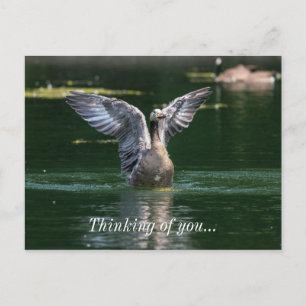 Carte Postale Action de l'aile Old Goose