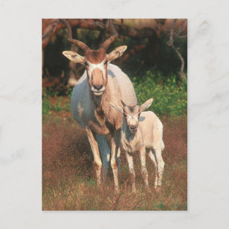 Carte Postale Addax / Antelope blanche / Antelope crayon