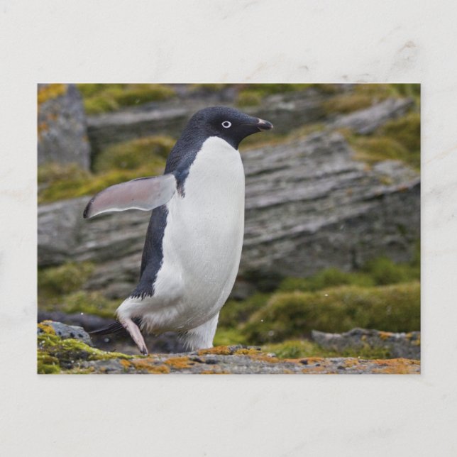 Carte postale Adelie Penguin (Devant)