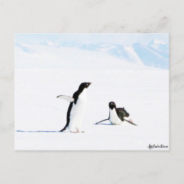 Carte Postale Adelie Penguin et amie