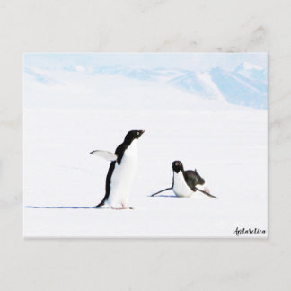 Carte Postale Adelie Penguin et amie