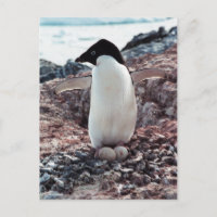 Carte postale Adelie Penguin Nest