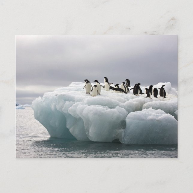 Carte Postale Adelie Penguin Pygoscelis adeliae), (Devant)