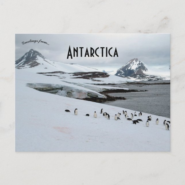 Carte Postale Adelie Penguins sur l'île de Horseshoe Antarctique (Devant)