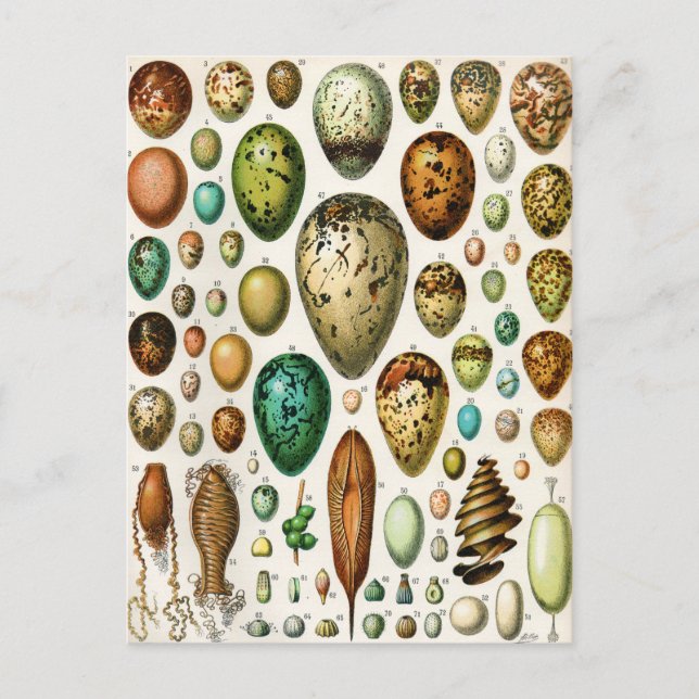 Carte Postale Adolphe Millot Oeufs Vintages (Devant)