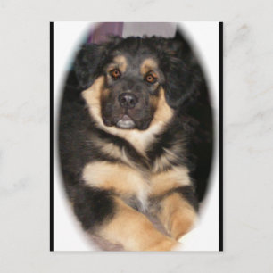 Carte postale adoptable_GSD_mix