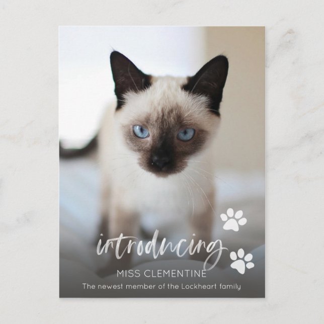 Carte Postale Adoption de chats ou de chats, présentation de la  (Devant)