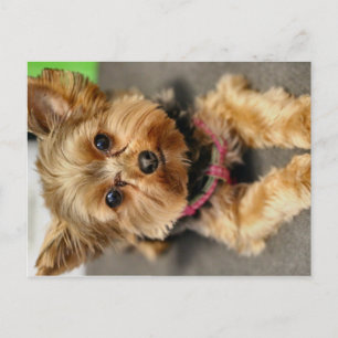 Carte Postale Adorable