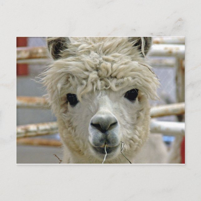 Carte Postale Adorable (Devant)