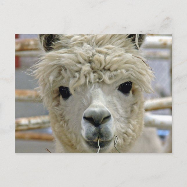 Carte Postale Adorable Alpaca (Devant)