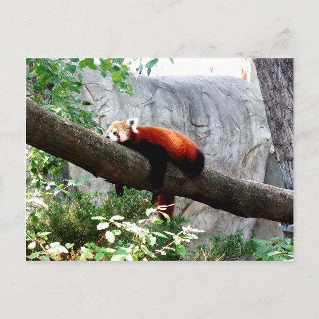 Carte Postale adorable animal de panda rouge paresseux (Devant)