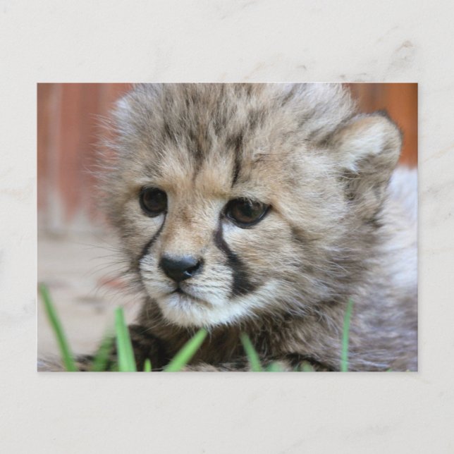 Carte postale adorable Baby Cheetah (Devant)