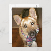 adorable berger allemand noir et bronzé