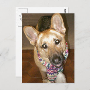 Carte Postale adorable berger allemand noir et bronzé